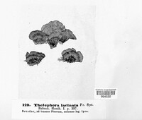 Thelephora caryophyllea image